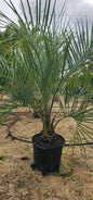 Pindo Jelly Palm (Cold-Hardy Potted)