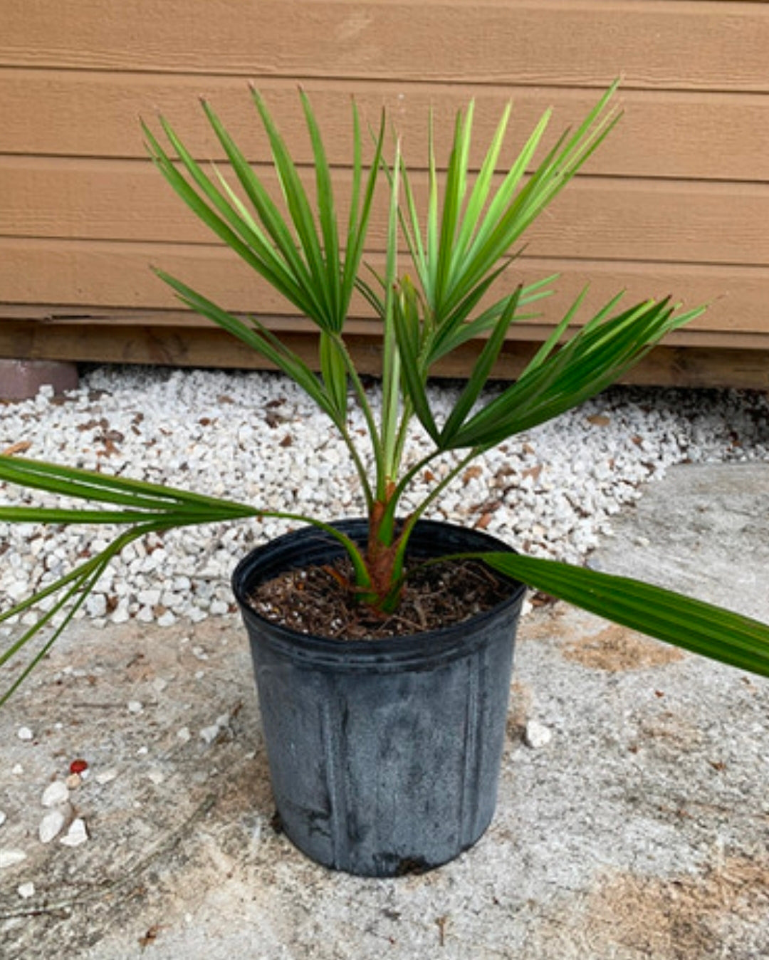 Ribbon Fan Palm (Cold-Hardy Potted)