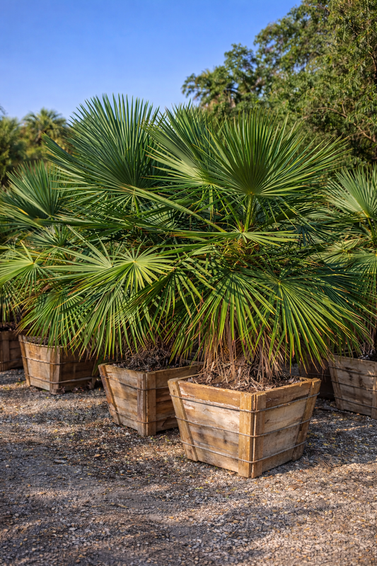 Needle Palm (Cold-Hardy Potted)