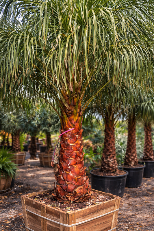 Ribbon Fan Palm (Cold-Hardy Potted)